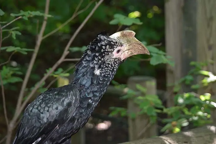 Silvery-cheeked Hornbill